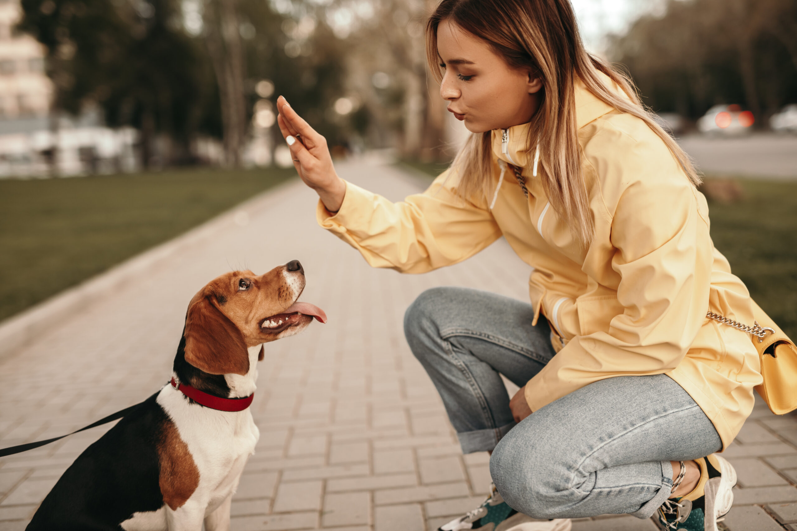 dog potty training regression 1 year old