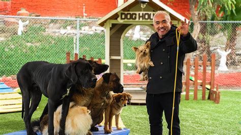 cesar millan training dog to walk on leash