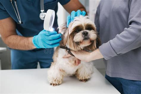 Veterinarian examining a dog's eye with a magnifying glass, demonstrating proper canine eye care techniques