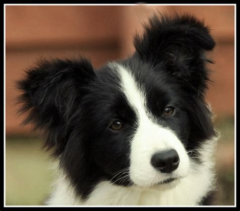 Caring for a Border Collie Puppy