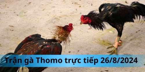 Khởi Đầu Trận Gà Thomo Ngày 26/8
Trận gà Thomo ngày 26/8 bắt đầu với những tiếng reo hò và cổ vũ nhiệt tình từ khán giả. Batman, với bộ lông đen tuyền và ánh mắt sắc lạnh, bước vào sàn đấu với thần thái của một chiến binh dày dạn kinh nghiệm. Đối thủ của anh, Money, không kém phần nổi bật với bộ lông màu vàng óng, tượng trưng cho sự giàu có và may mắn, đem lại một luồng gió mới mẻ và hứng khởi cho cuộc chiến.

#dagathomo  #dagathomonetcom #gathomo #gathomotructiep