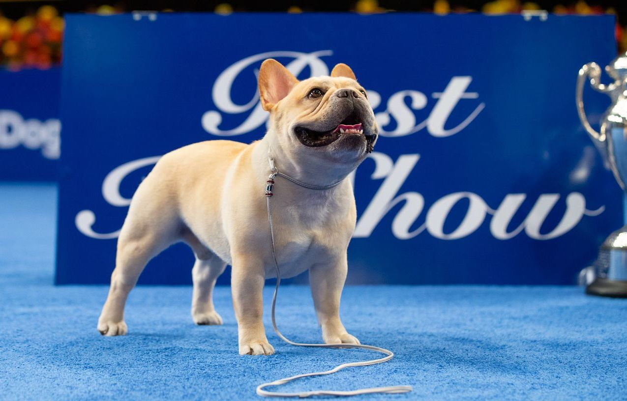 national dog show 2022 winner