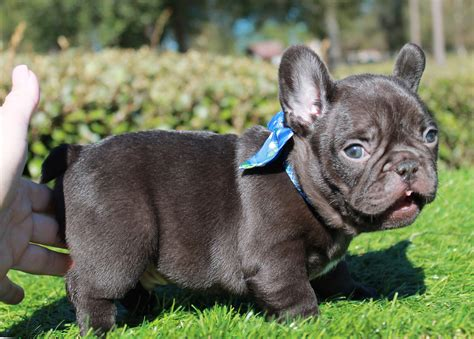 Chocolate and Black French Bulldogs