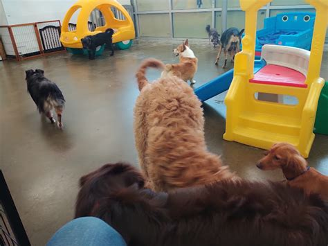 happy tails dog daycare boarding grooming dallas reviews