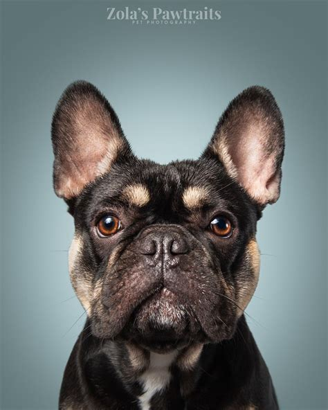 Black and Tan French Bulldogs