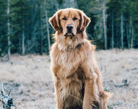 short golden retriever cut Outer Coat