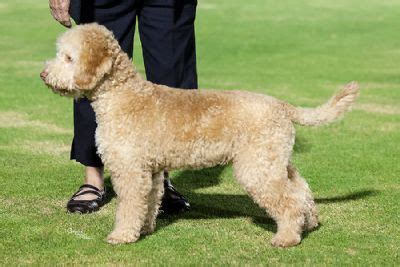 Lagotto The Show Cut