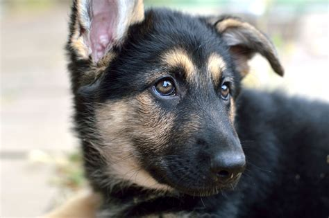 brown and black german shepherd puppy