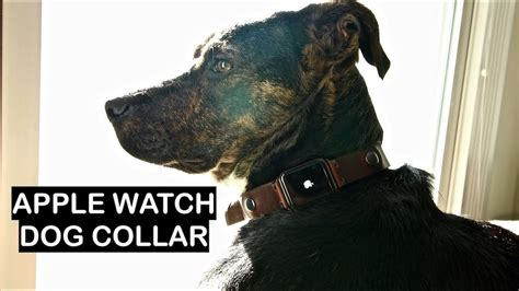 apple watch dog training