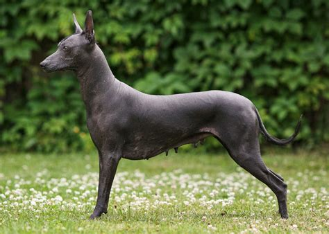 Xoloitzcuintli (Mexican Hairless Dog)