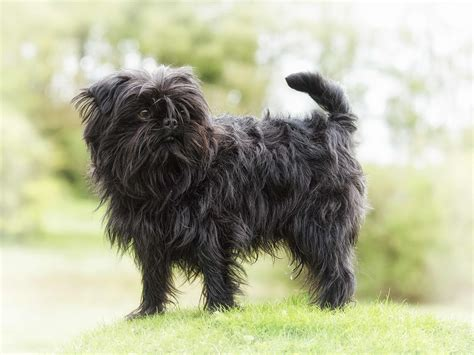 Affenpinscher