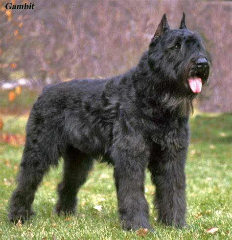 Bouvier des Flandres