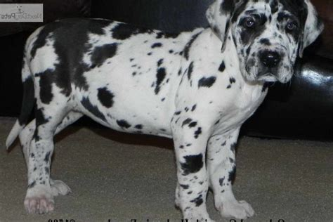 blue harlequin great dane rescue uk