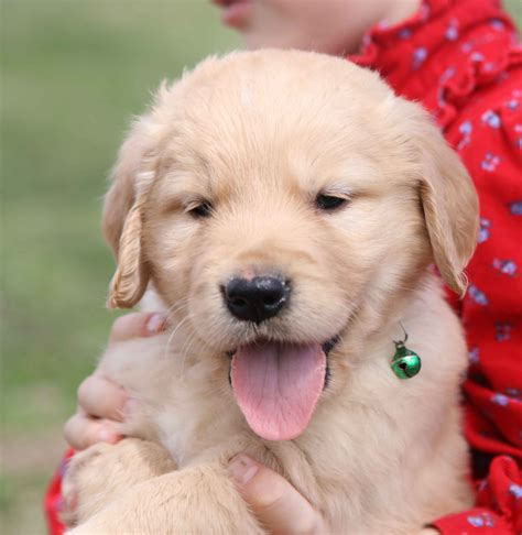 american golden retriever puppy uk