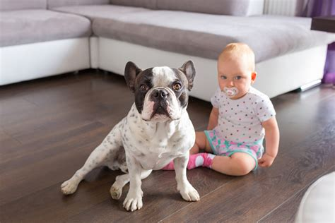 are french bulldogs good with kids