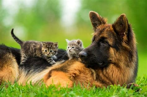 are german shepherd puppies good with cats