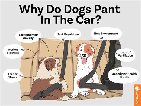 why do dogs pant in the car