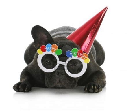 french bulldog Birthday Celebrations memes