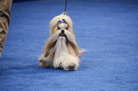 national dog show 2023 breed results winners