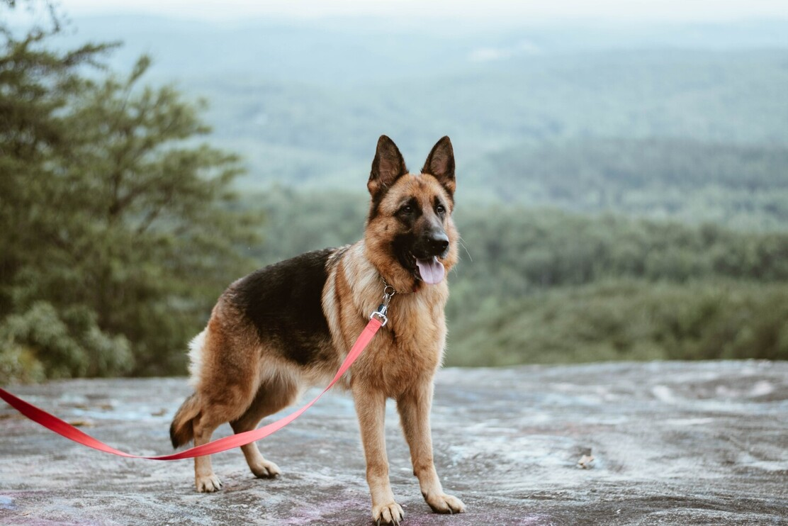 1 year old female german shepherd weight