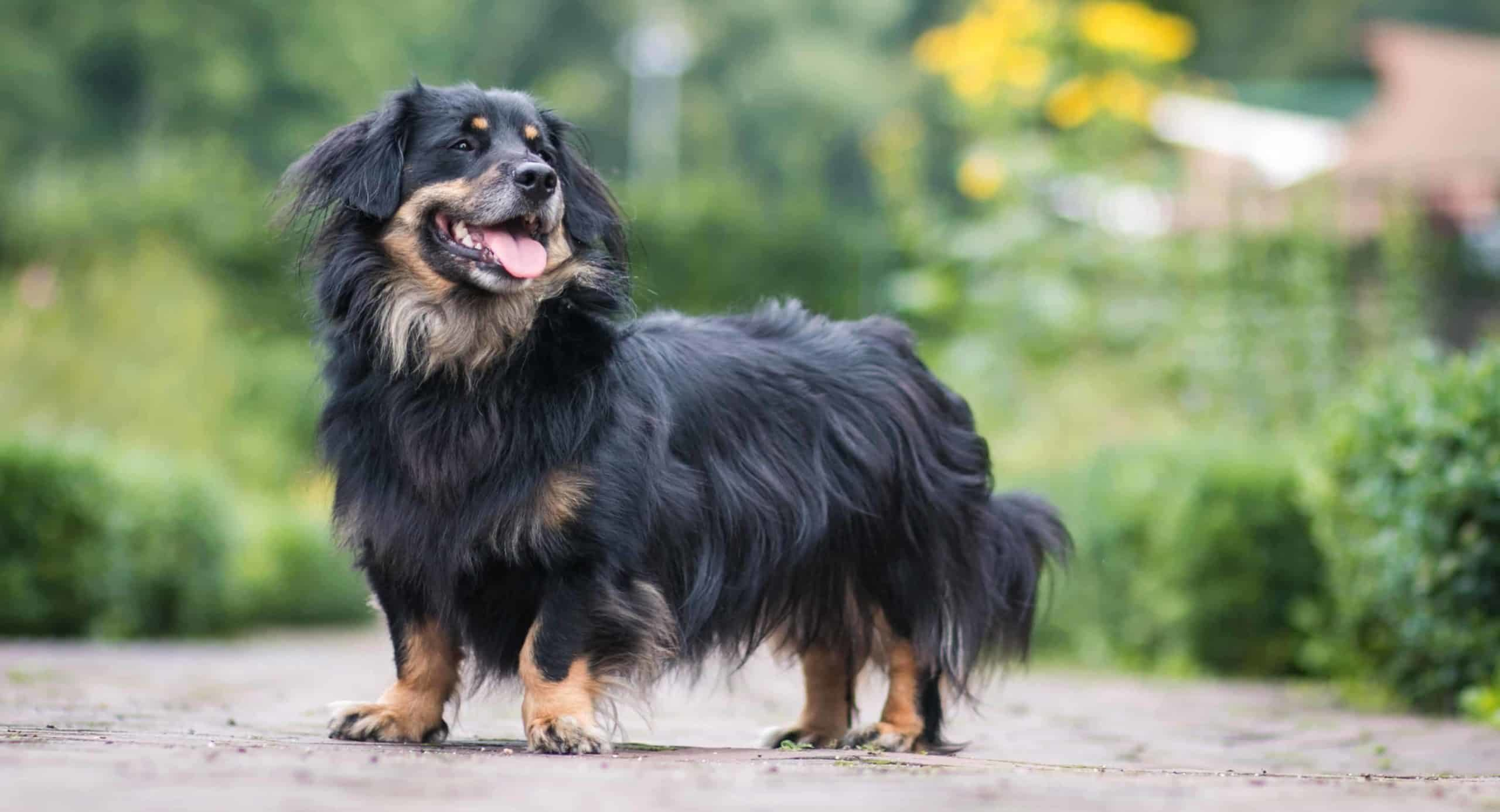 weiner dog border collie mix