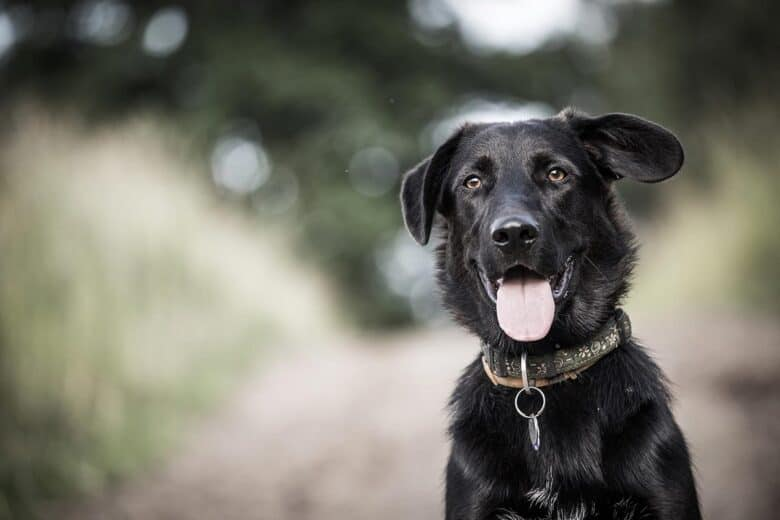 black labrador retriever border collie mix