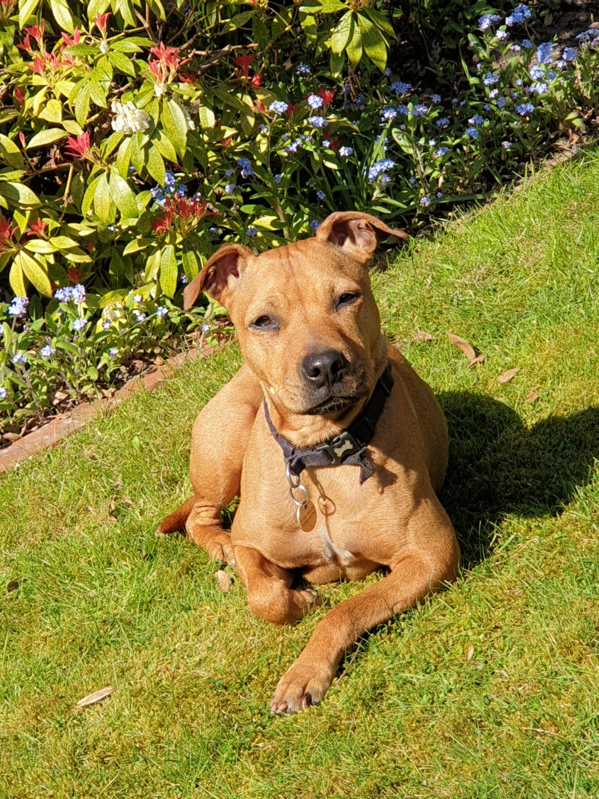 patterdale x staffy