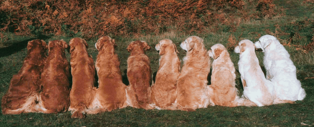 all golden retriever colors