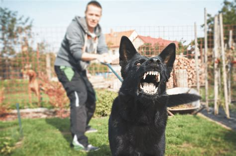 https://tse1.mm.bing.net/th?q=aggressive dog behavior training