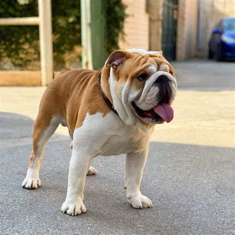 English Bulldog