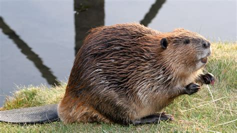 Beaver