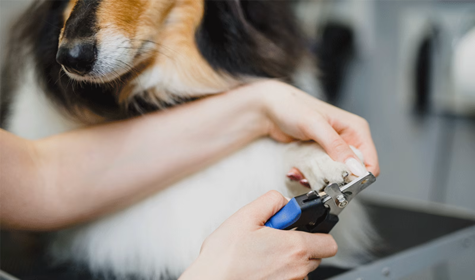 do vets trim dog nails