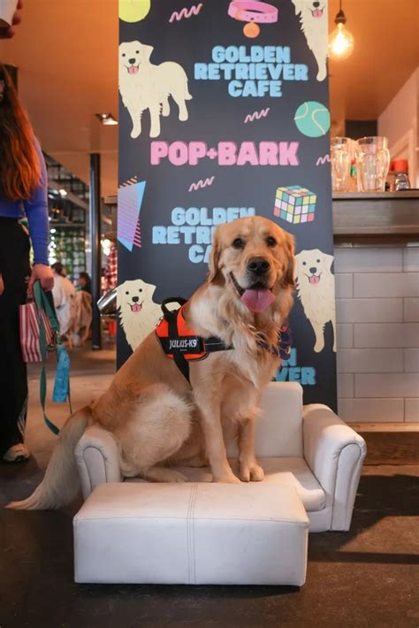 golden retriever cafe london pop and bark