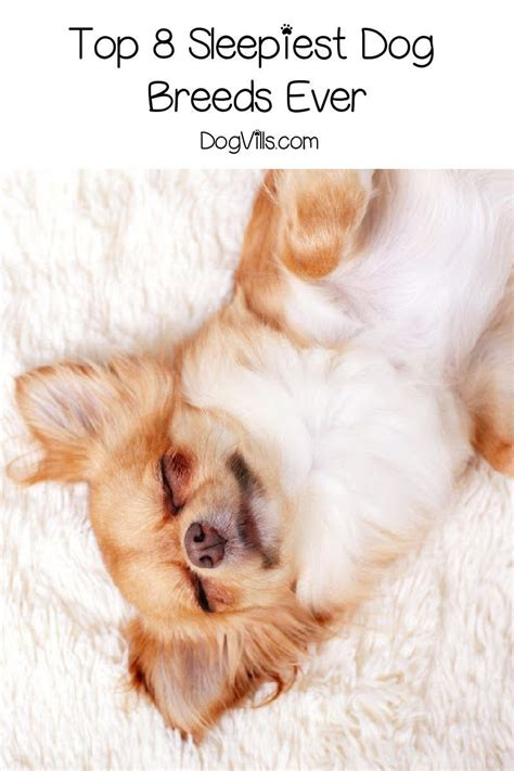 Top Sleepy Dog Breeds