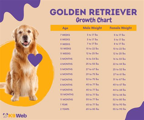 golden retriever weight chart kg by age