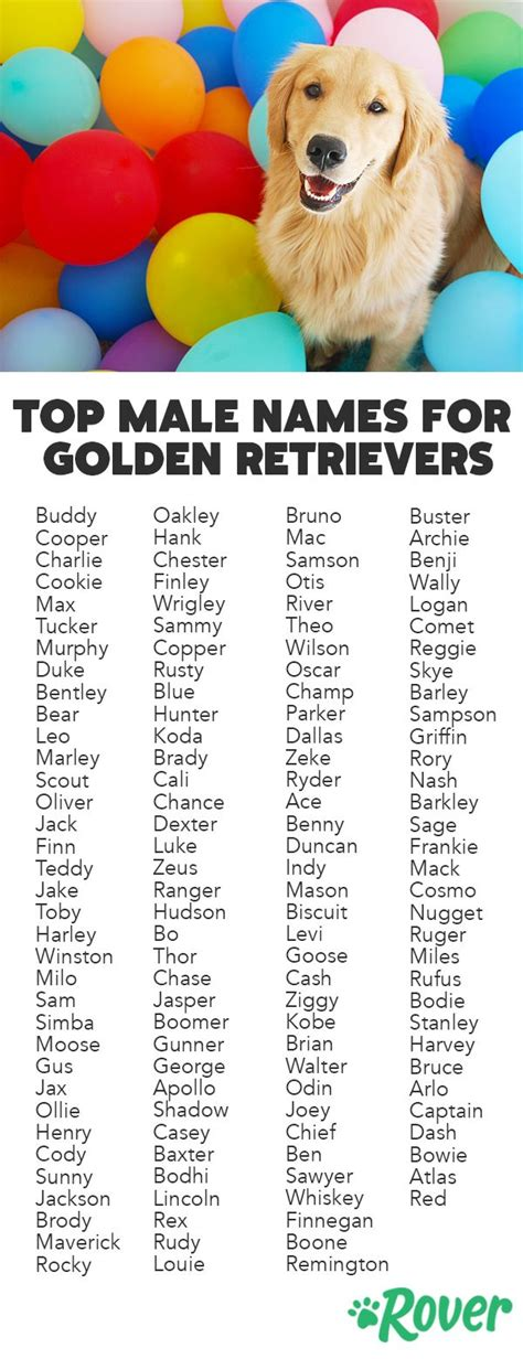 boy golden retriever puppy names