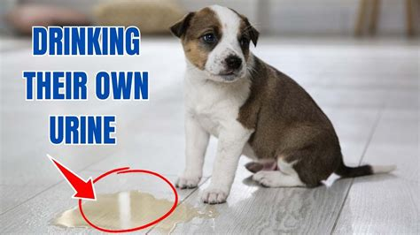 Why Dogs Drink Other Dogs' Pee