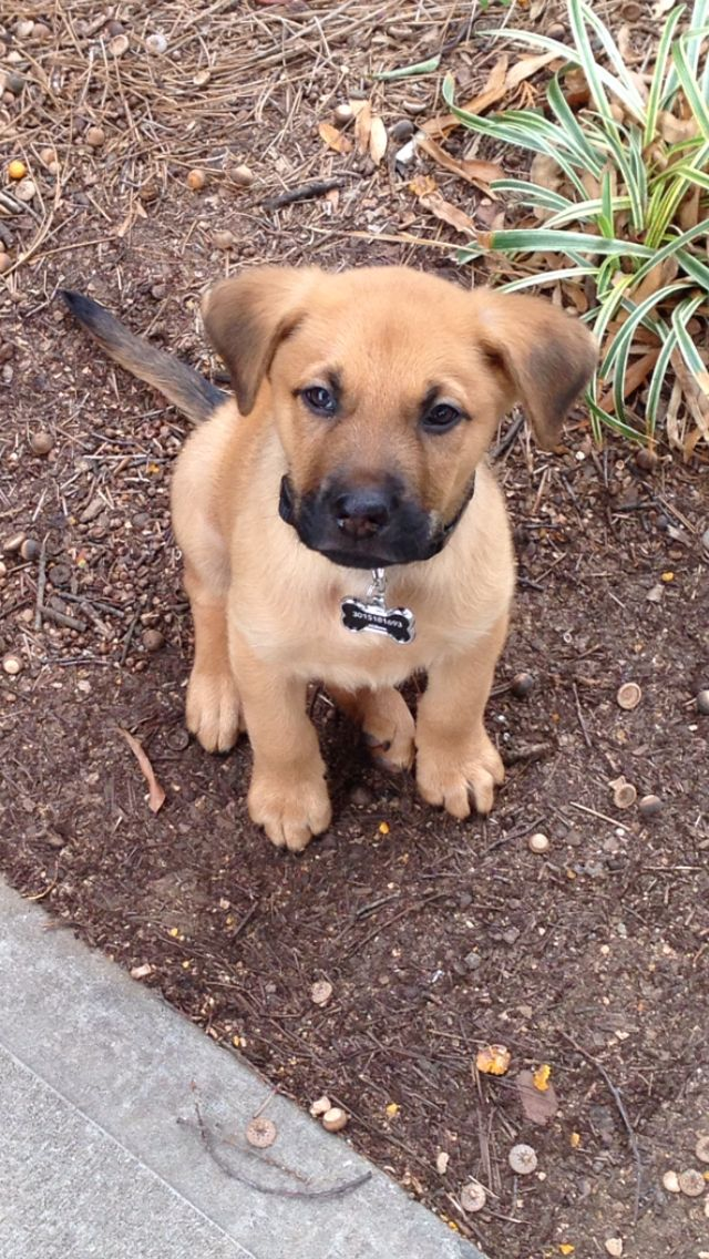 Smaller German Shepherd Mixes