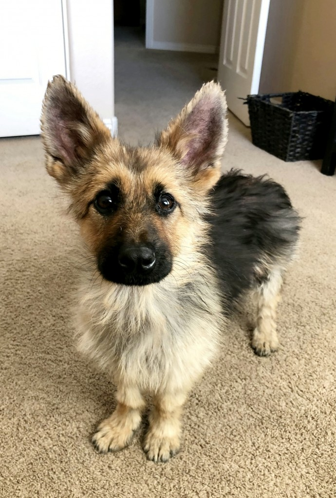 German Shepherds with Dwarfism