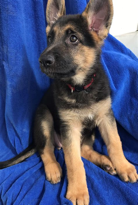 king german shepherd puppies for sale in michigan