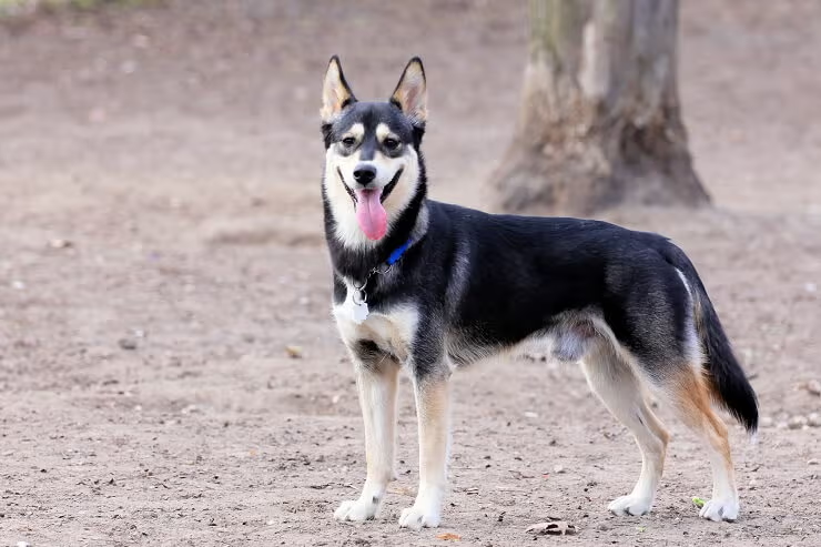 black and white german shepherd