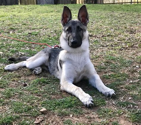 black and silver sable german shepherd