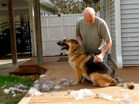 do german shepherds shed a lot of hair