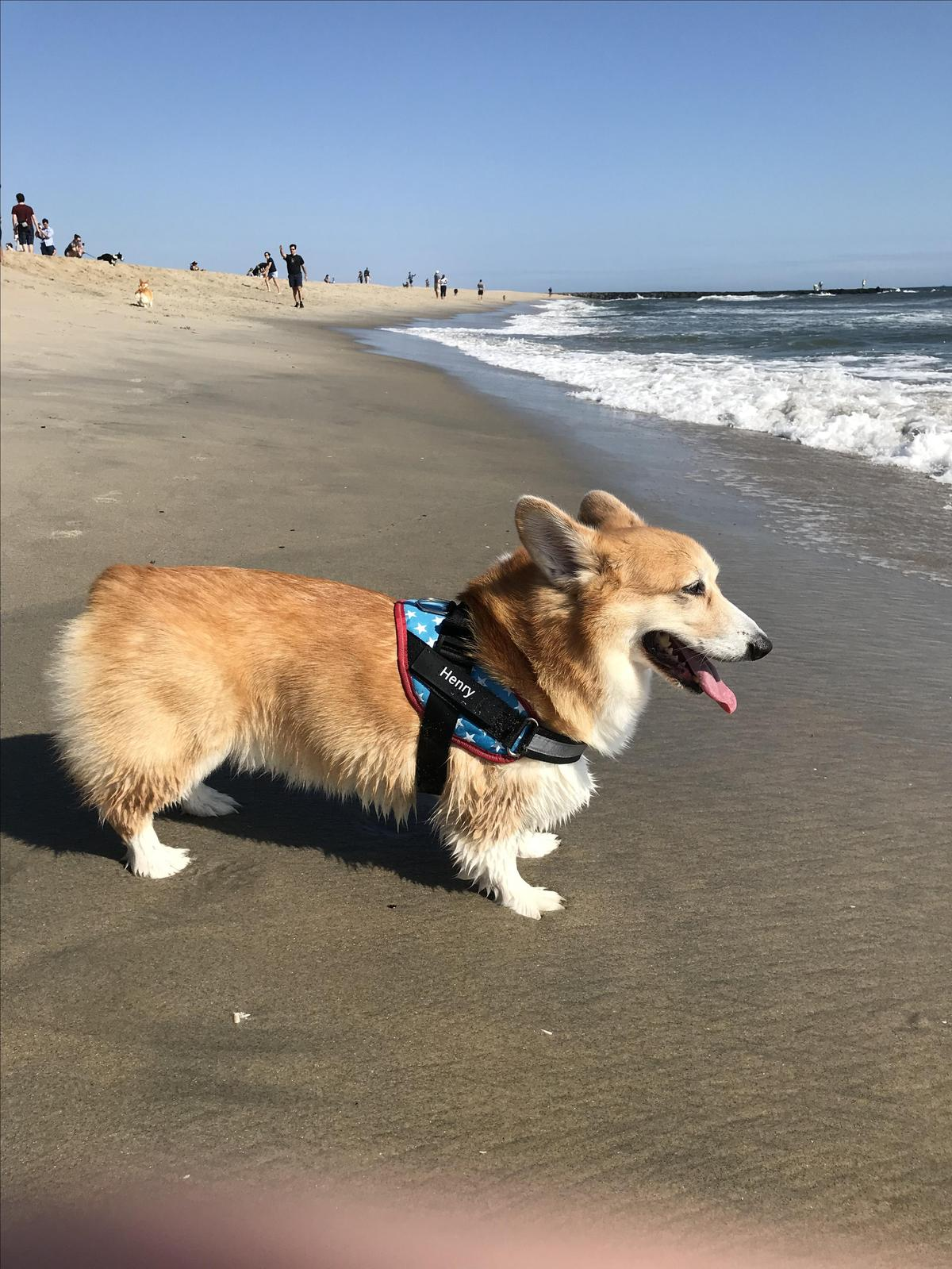 asbury park dog beach evenings and early mornings only 6pm to 8 30am reviews