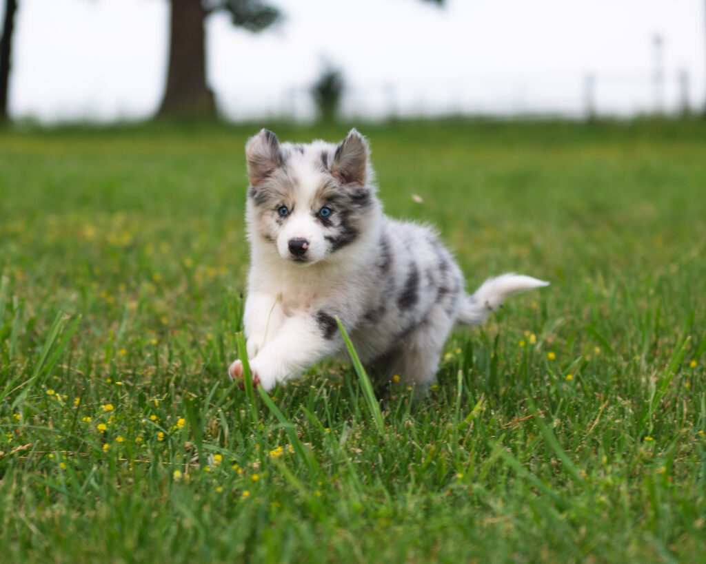 blue merle border collie puppy for sale uk