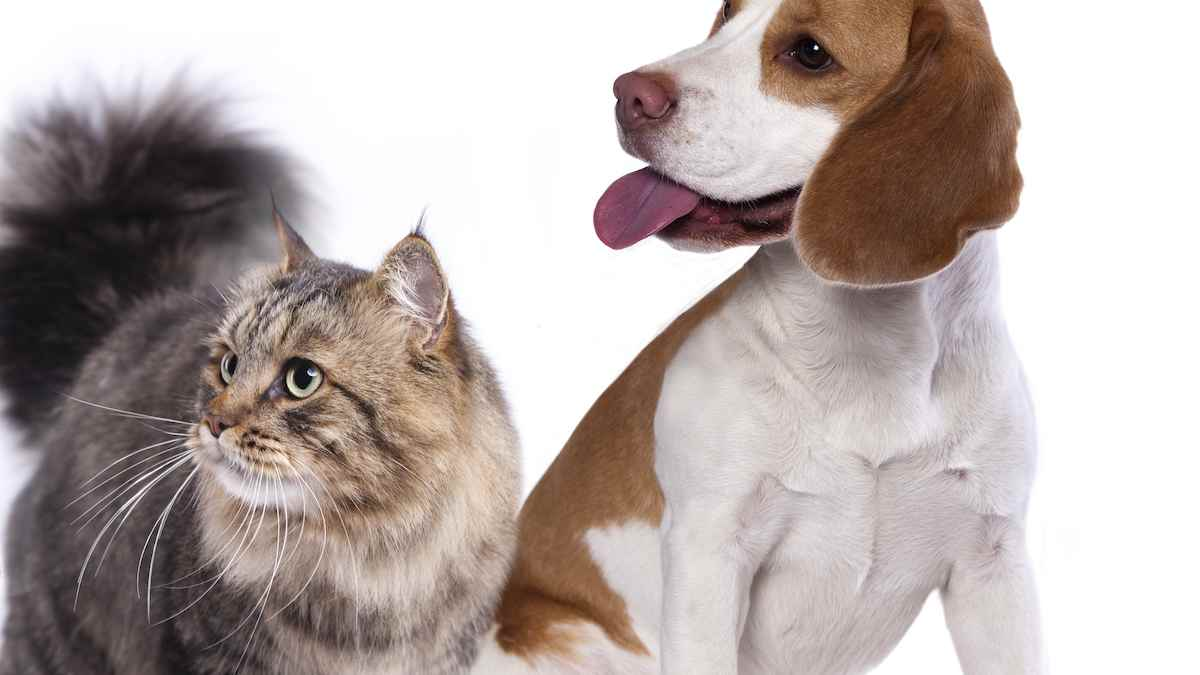 Maine Coon Cat 'Raises' Beagle Brother