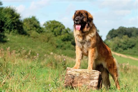 Leonberger