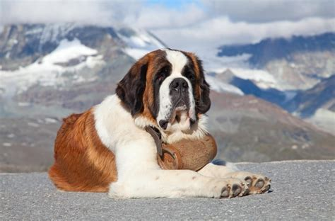 Saint Bernard