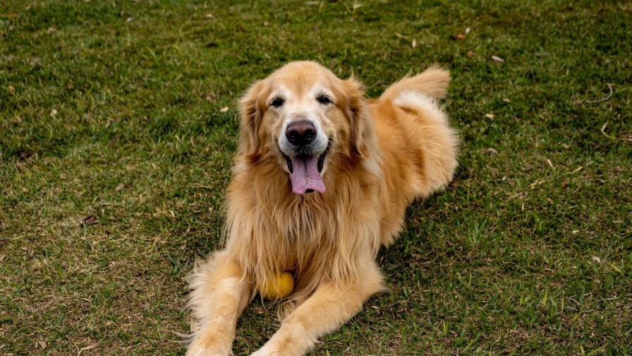 The Joyful Bond of Playing "Bop It" with Your Golden Retriever