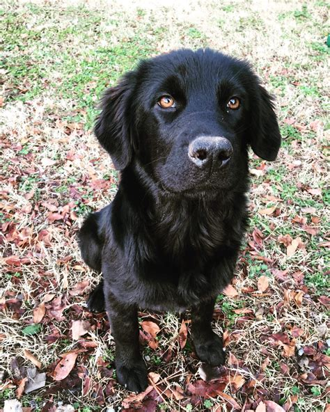 black labrador retriever golden retriever mix